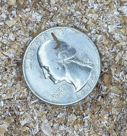 Mealworm Eggs and Micro-Babies - BACKYARD BUZZ