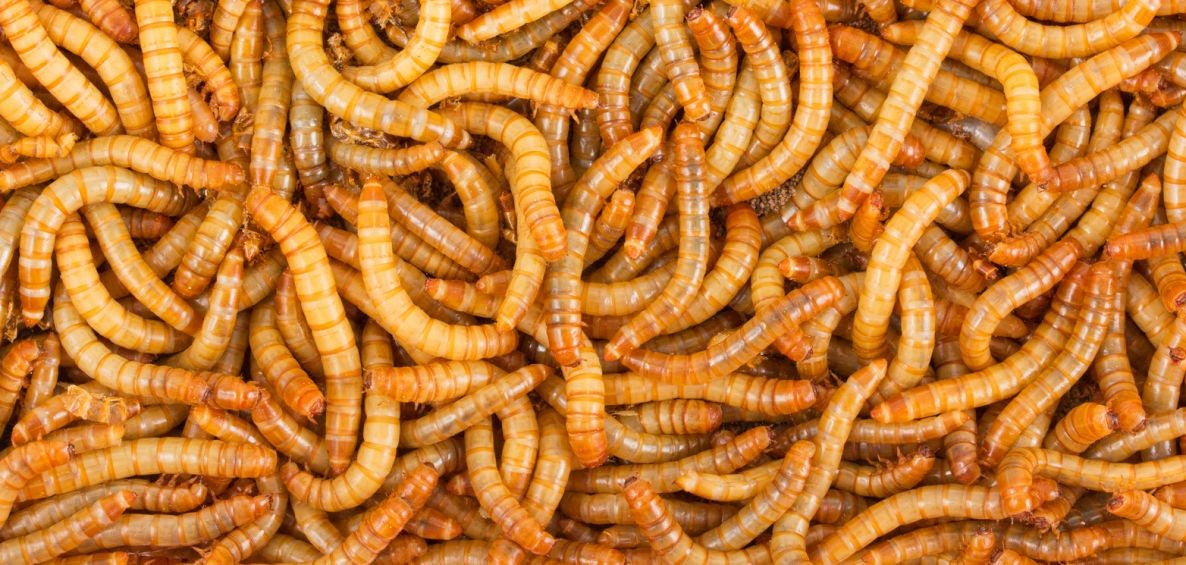 LIVE Mealworms - BACKYARD BUZZ 