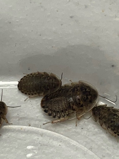 Dubia Roaches