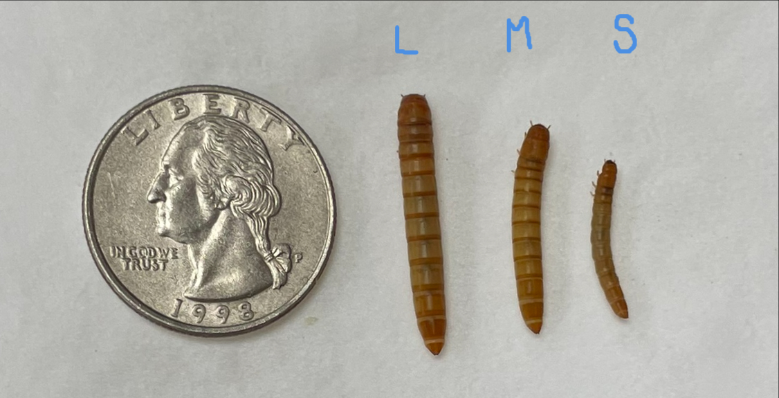 Active Mealworms