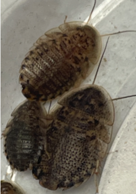 Dubia Roaches