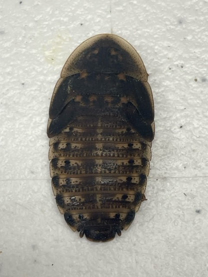 Dubia Roaches