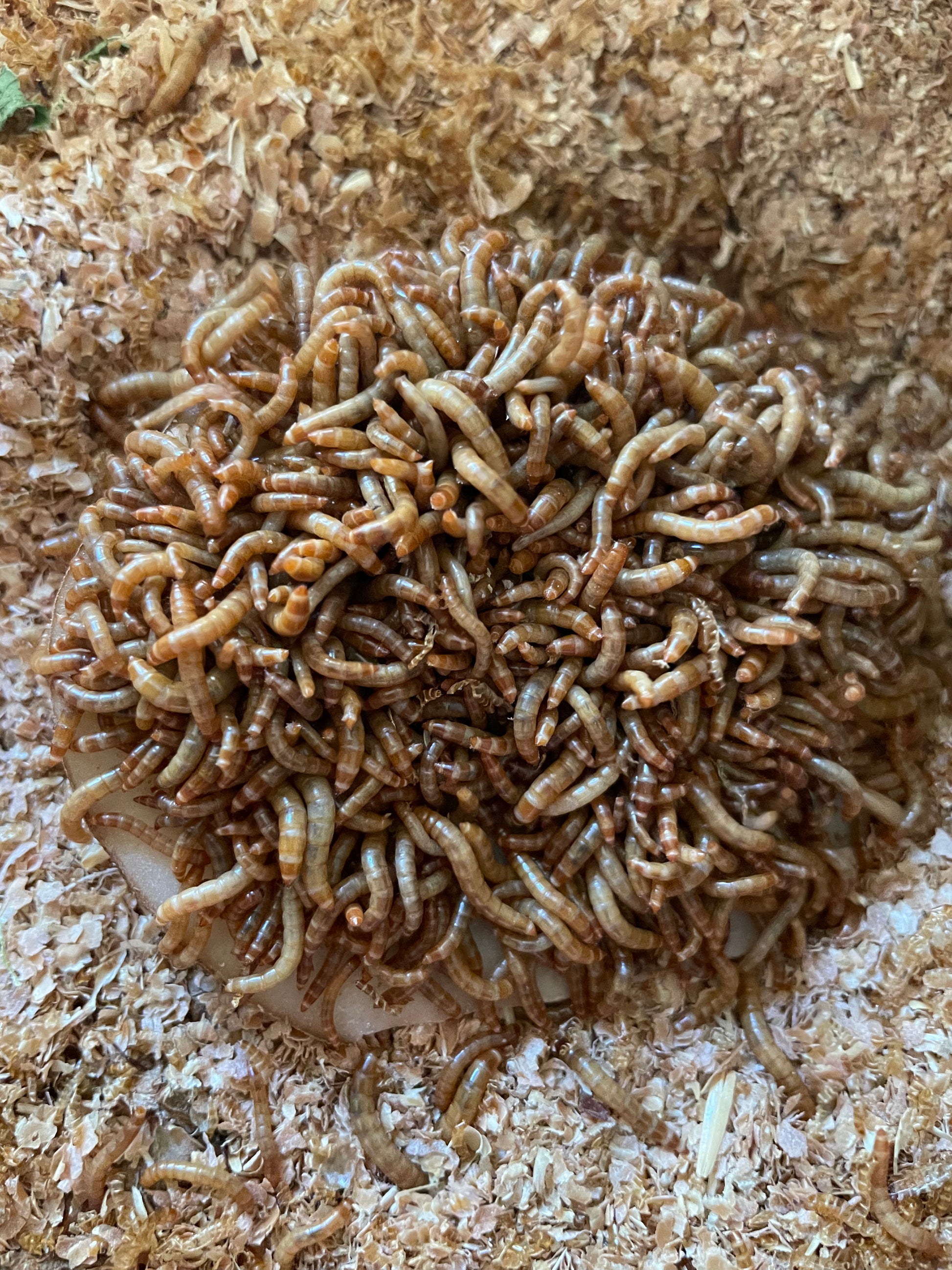 LIVE Mealworms - BACKYARD BUZZ 